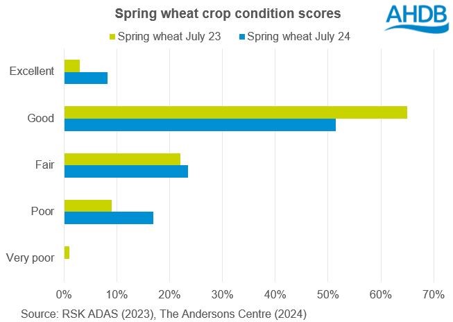 Chart of GB spring wheat crop conditions scores at the start of July 2024